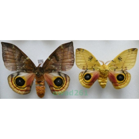 Automeris io (Fabricius, 1775) pair ex. ovo USA27b